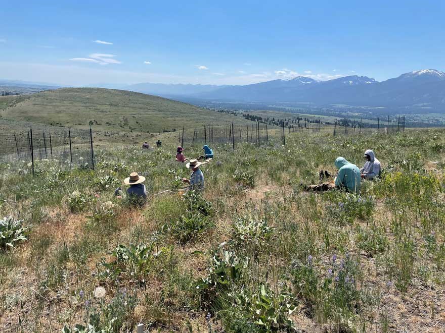 Grassland sampling. Photo.