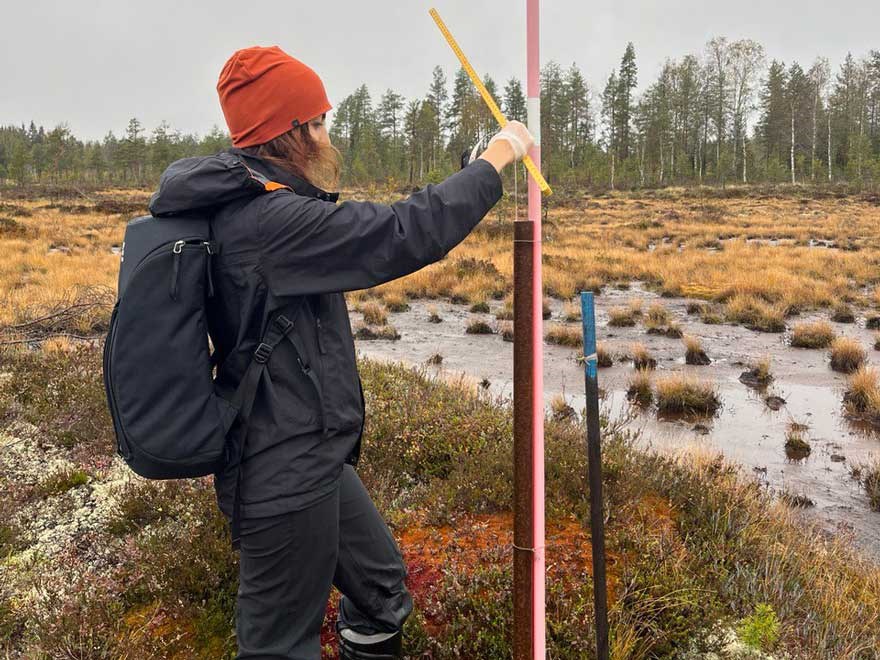 The author Shirin Karimi measuring groundwater table level (GWL) in one of the dipwells within Trollberget mire, autumn 2023. Photo: SLU