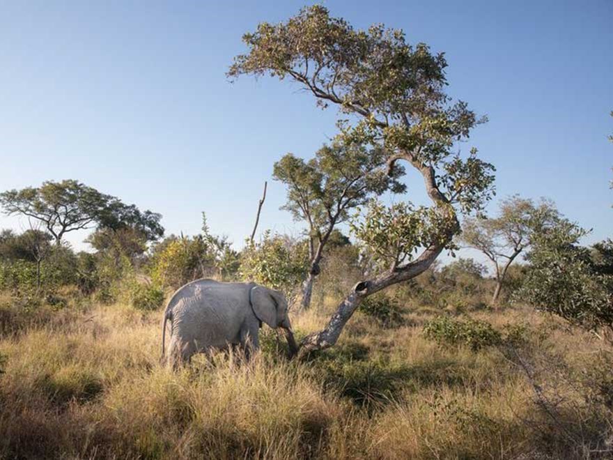Elefant på savann. Foto.
