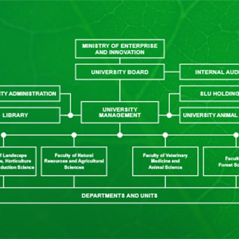 SLU's organisation chart. Info graphic.