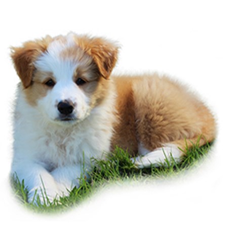 Hund
