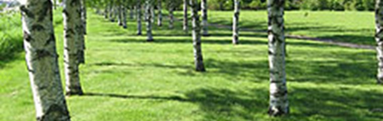 Birch  trees at the Genetic Garden, Ultuna. Photo.