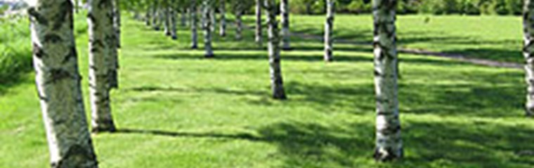 Björkallén vid Genetiska trädgården, Ultuna. Foto.