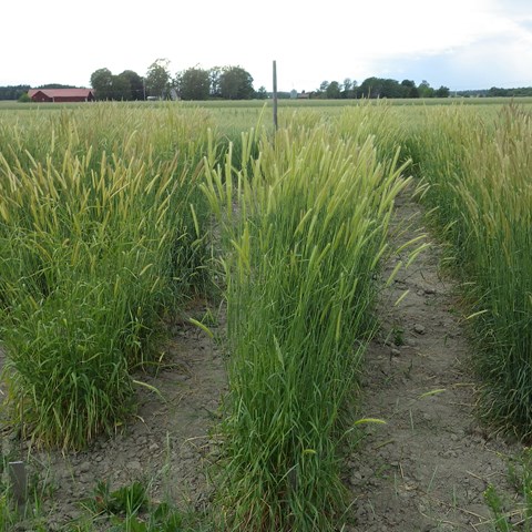 Hordeum bulbosum. Photo Per-Olof Lundquist.