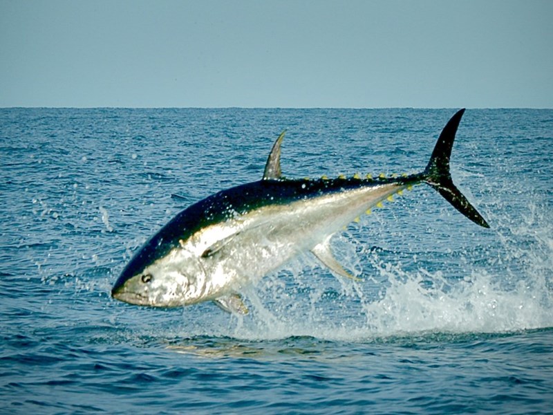 Blåfenad tonfisk