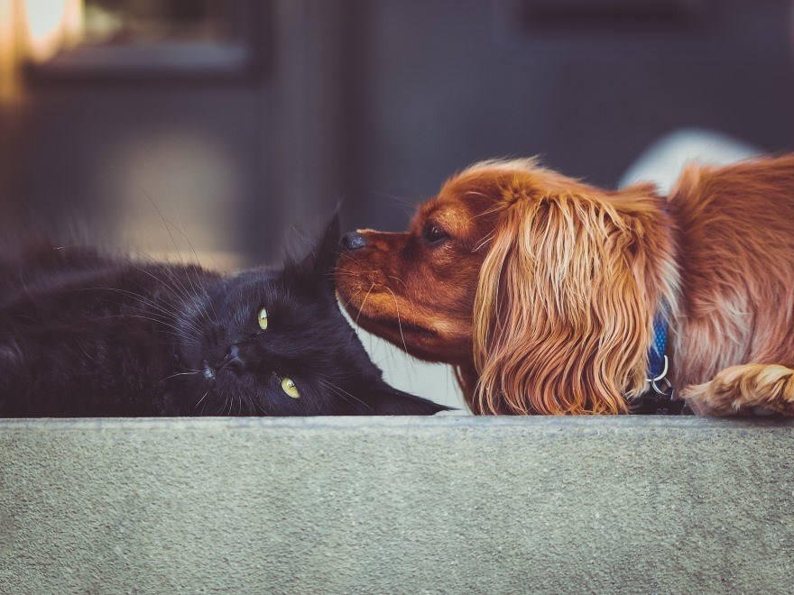 Katt och hund