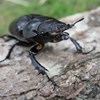 Stag beetle. Photo.