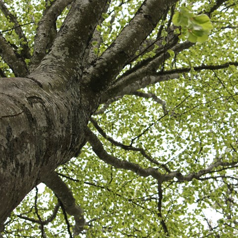 Ett grönt träd med många grenar fotograferat underifrån, foto.