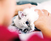 Katter kan också drabbas av artros och typ 2-diabetes. Foto: Viktor Wrange.
