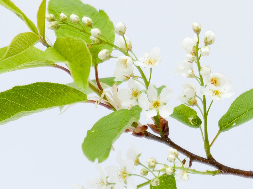 Hägg. Prunus padus