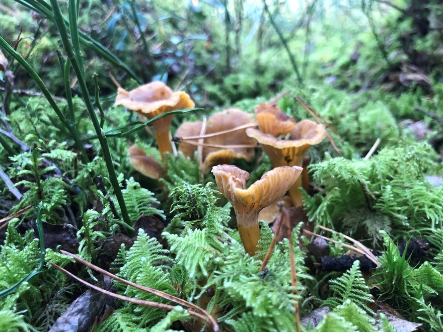 Trattkantarell