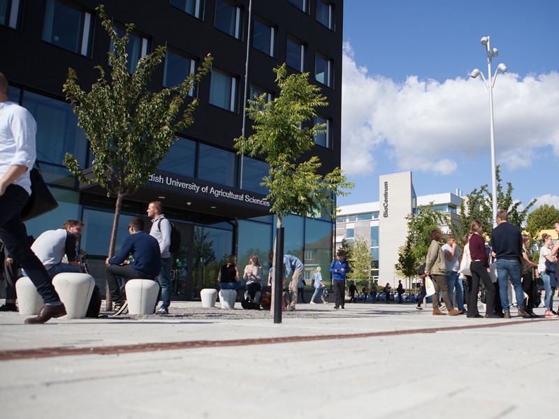 Många studenter utanför Ulls hus på campus ultuna en solig dag, foto.