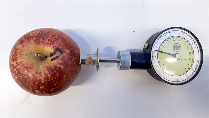 A red apple with a measuring instrument inserted. Photo. 