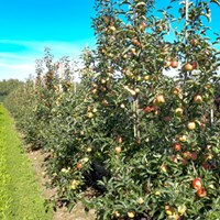 Äppelträd i en odling. Foto.