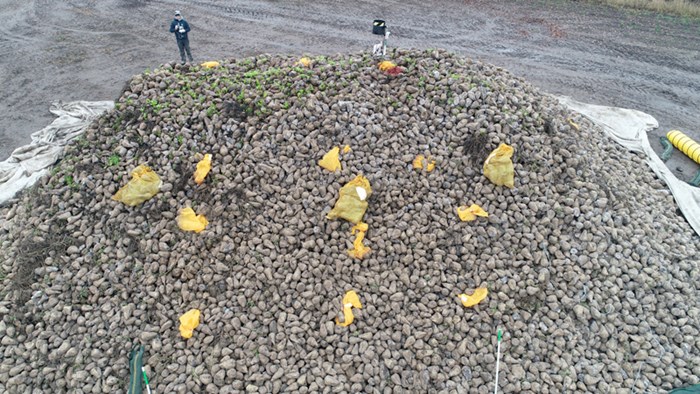 A man is standing by a huge pile of sugar beets. Photo. 