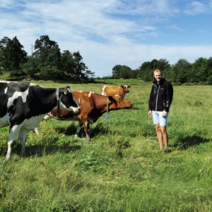 A man with three cows on a meadow in the sunshine. Photo. 