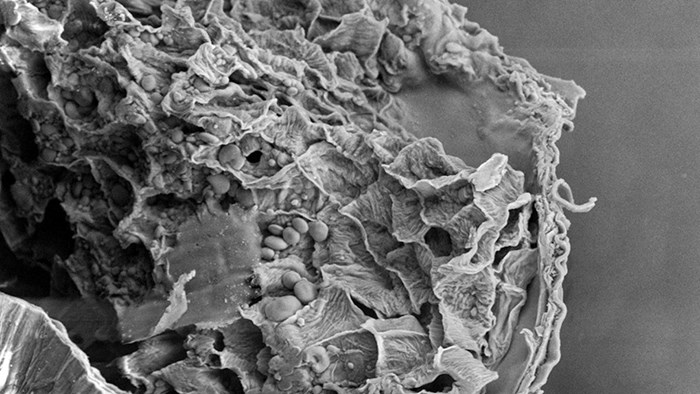 Electron microscope image of structures in shades of gray. Photo. 