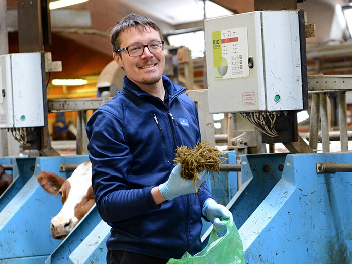 En man står vid kor med ensilage i handen. Foto.