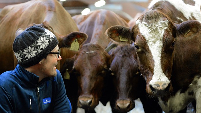 A man crouches by four cows. Photo. 