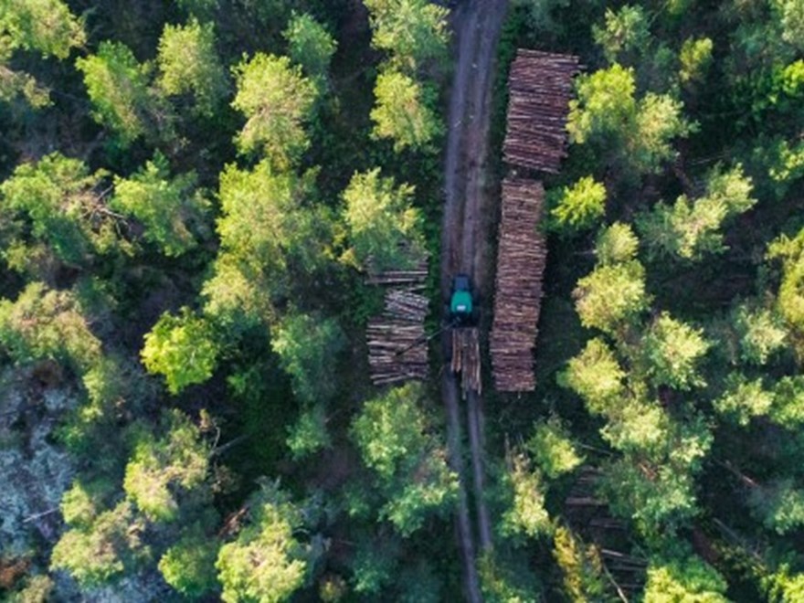 Forest with machine