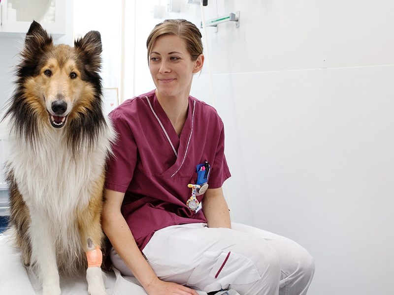 Djursjukskötare med hund