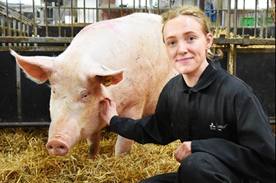 Bild av en student och en gris.