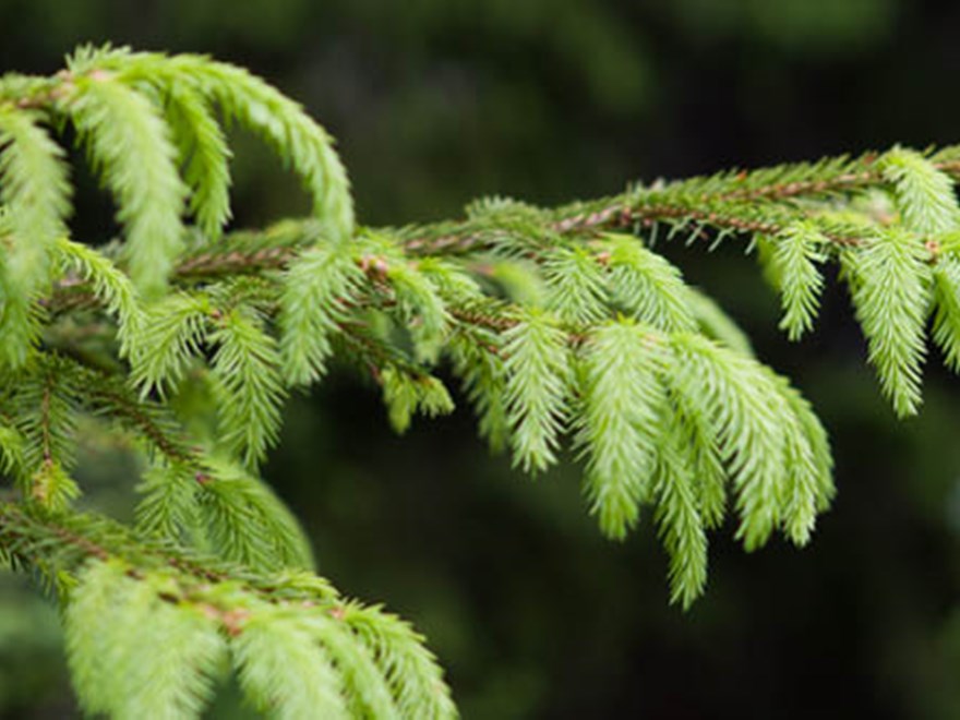 Picture of green fresh spruce sprigs.