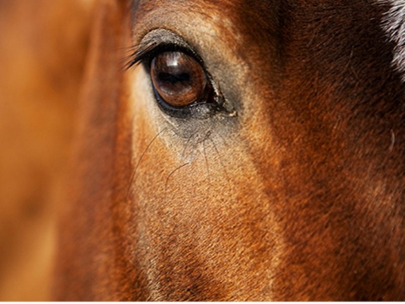 Bild av en brun häst, närbild på huvudet och ögat. 