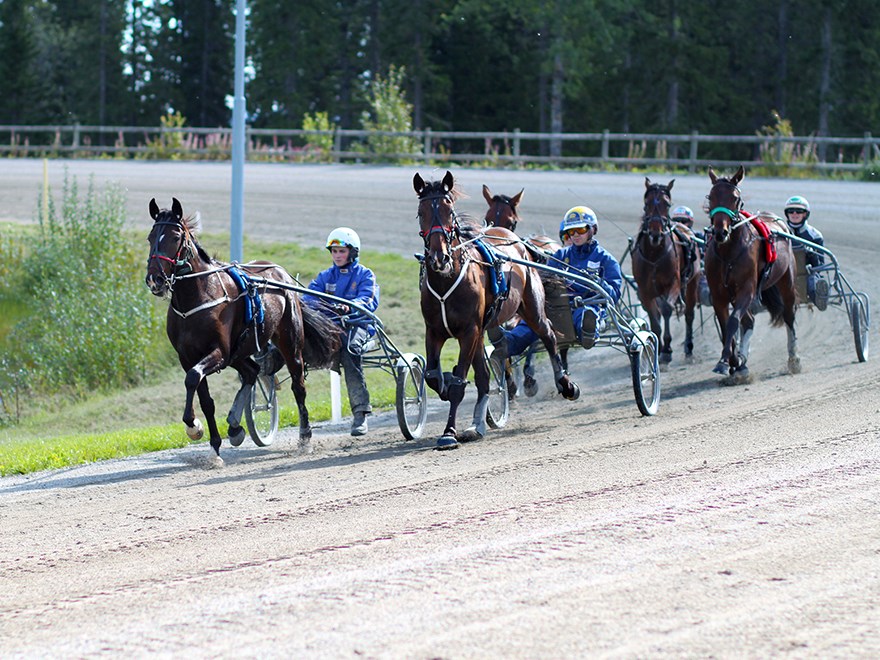 Tävlingshästar under ett lopp, foto.