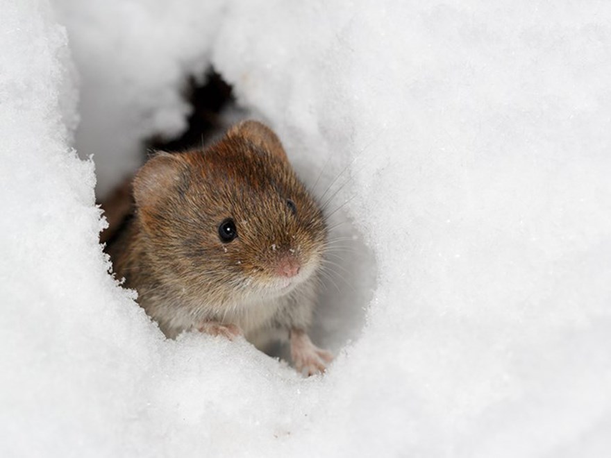 Mus som tittar upp ur ett hål i snön. Foto.