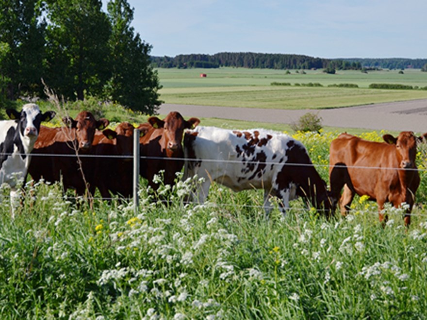 Picture of some cows on pasture. Fields in the background.