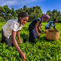 Kvinnor skördar på ett teplantage.