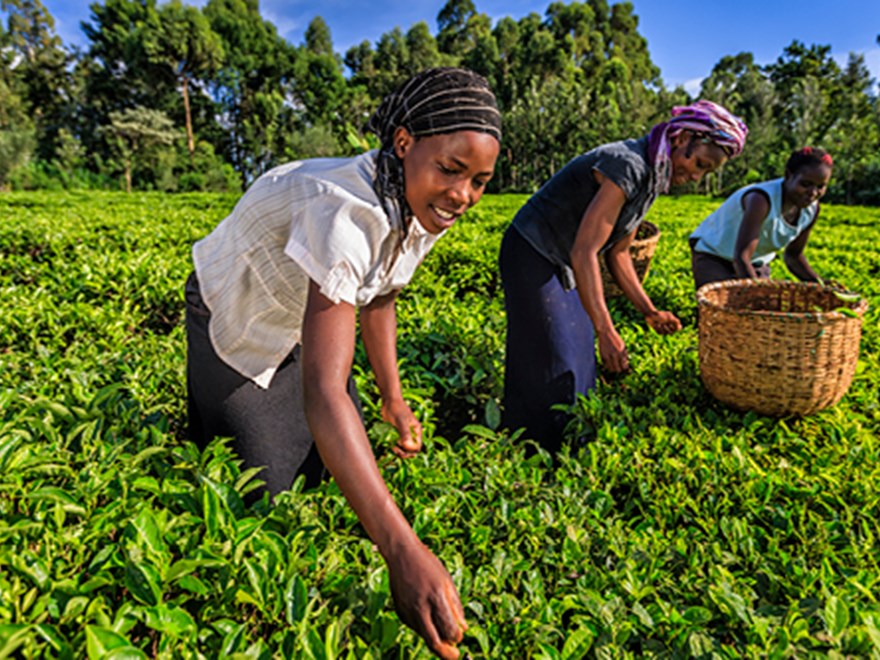 Women harvesting at tea plantation.