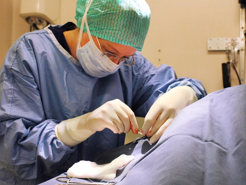 Veterinär opererar. foto