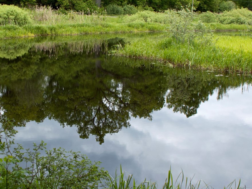 Spegelbild av skog i vattendrag, foto.