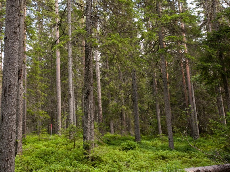 Skog. foto