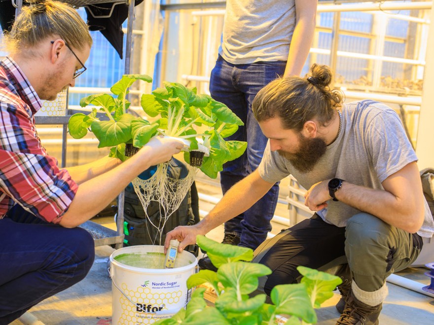 Studenter i laboration där de får bygga sina egna hydroponiska odlingssystem.