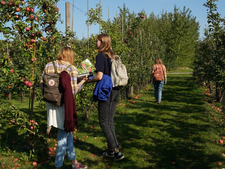 Trädgårdsingenjör-studenter läser kursen växtskydd och letar efter skadeangrepp i Trädgårdslaboratoriet, Alnarp.