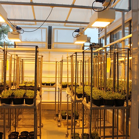 Photo of greenhouse chamber.