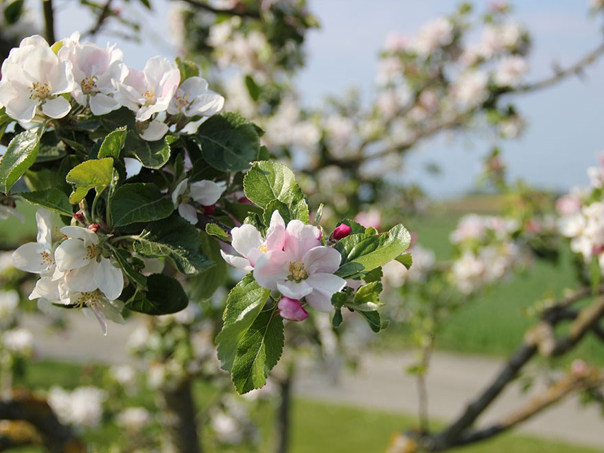 Apple blossom and blue skies. 