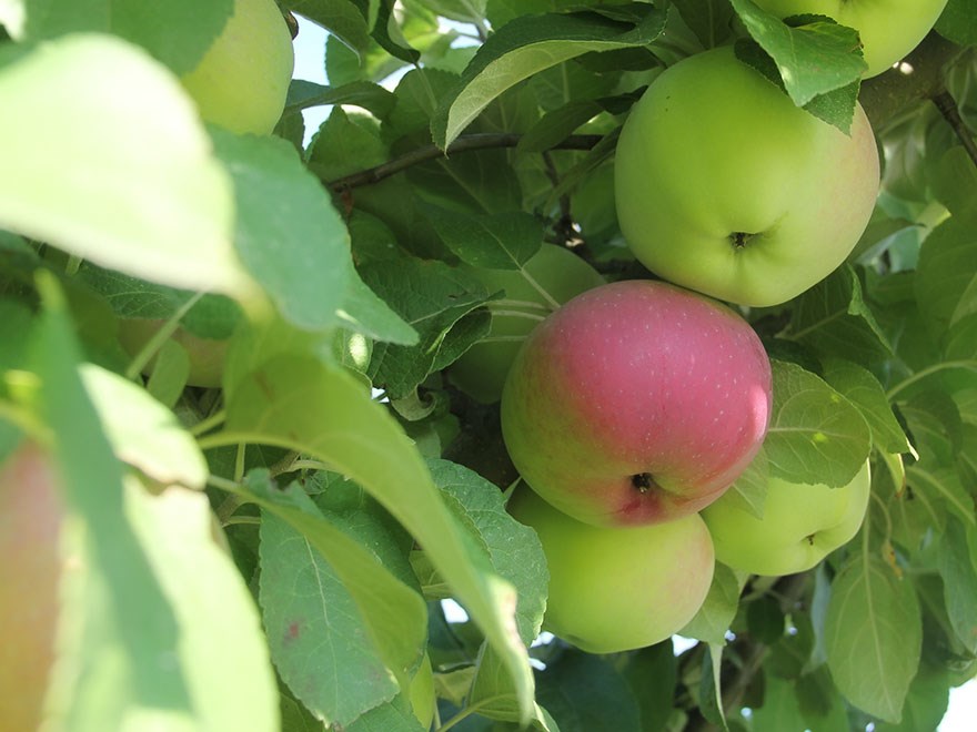 Flera mognande äpplen hänger från en gren. 