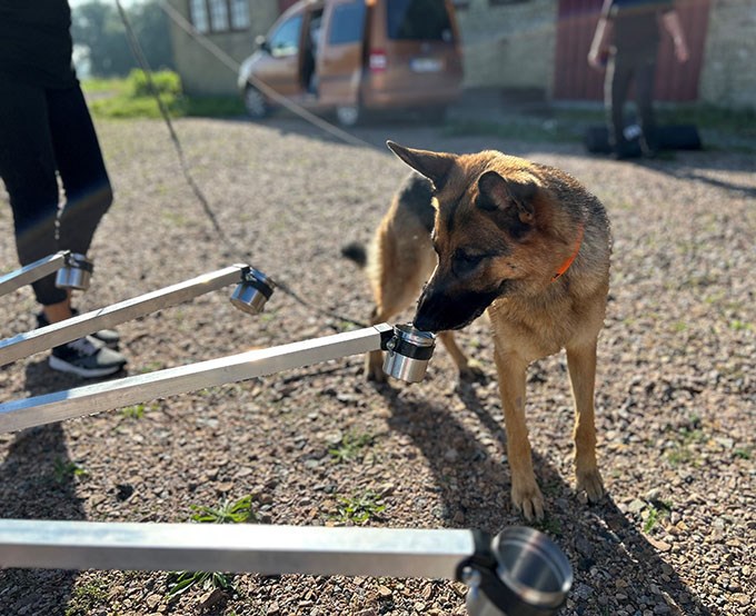 Edda, a german shepherd dog, is searching for fruit tree canker, by sniffing different cups in a twelve-rmed carousel