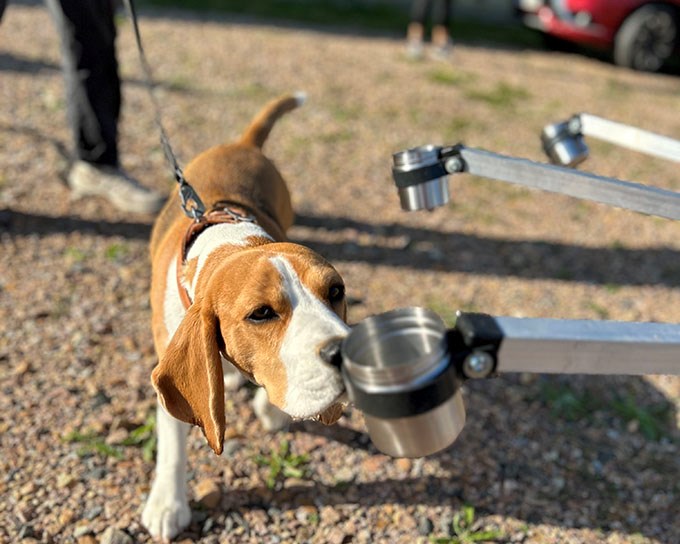 Beaglehunden Myrra luktar på ett doftprov med sporer från fruktträdskräfta.