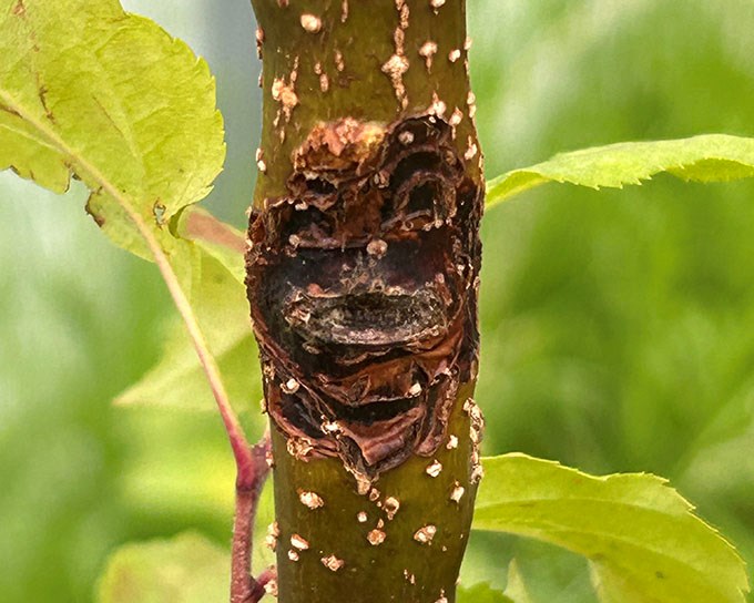 Stam från äppelträd med fruktträdkräftans karaktäristiska bruna fläckar