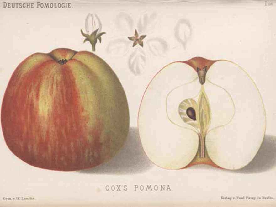 Målning av Cox Pomona ur Deutsche Pomologie av W. Lauche 1879-1884. 