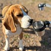 En hund nosar på en kopp med prov från fruktträdskräfta