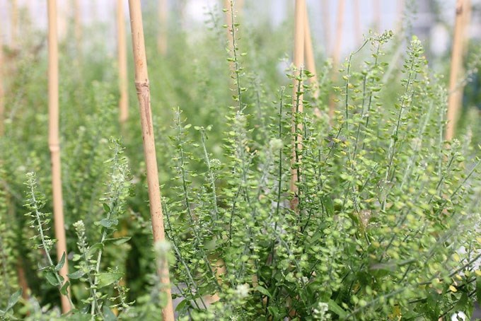 Pod setting of field cress plants in the greenhouse. Photo Cecilia Hammenhag