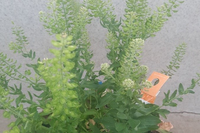 Field cress plant grown in the greenhouse of SLU. Photo: Cecilia Hammenhag