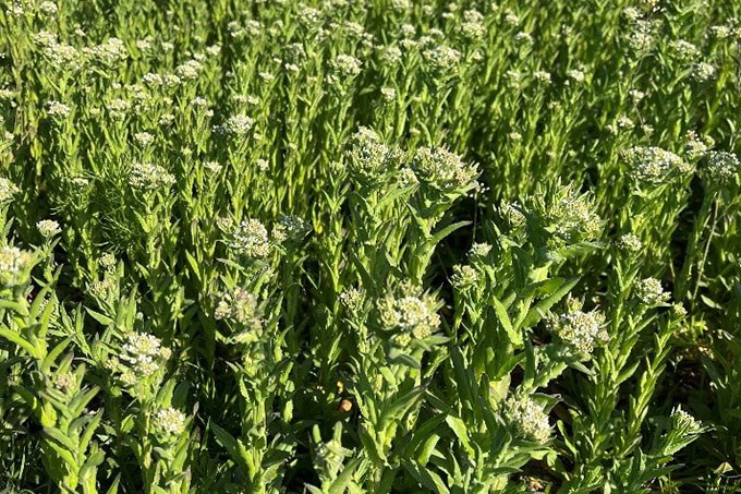 Fieldcress in the wild