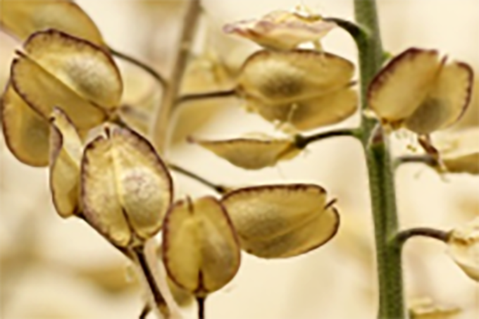 Field cress seeds that are ready for harvest when the pods turn dry and yellowish.